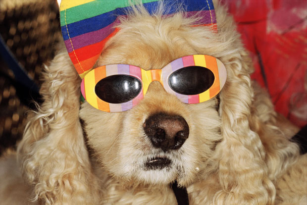 Martin Parr, A dog with sunglasses on, Venice Beach, California, USA, 1998