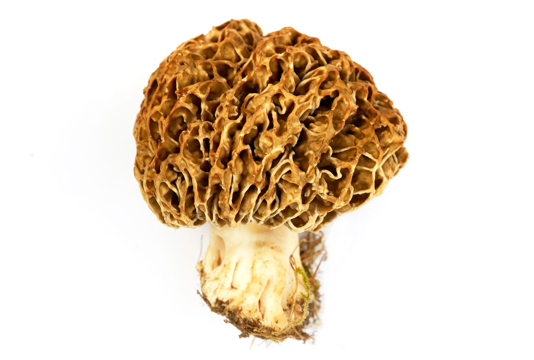 A morel mushroom. Photograph by Hans Henrik Hoeg, courtesy of Vild Mad
